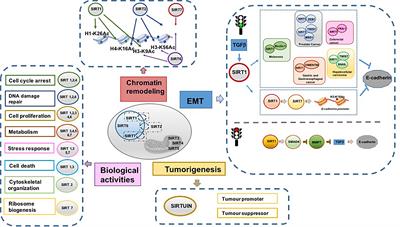 Dual Tumor Suppressor and Tumor Promoter Action of Sirtuins in Determining Malignant Phenotype